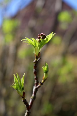 Staphylea pinnata - klokoč zpeřený - jarní pučení